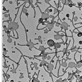 Transformer-​Induced Metamorphosis of Polymeric Nanoparticle Shape at Room Temperature
