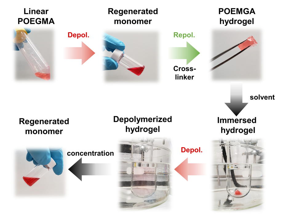 Catalyst-Free Depolymerization of Polymers Synthesized by Controlled Radical Polymerization
