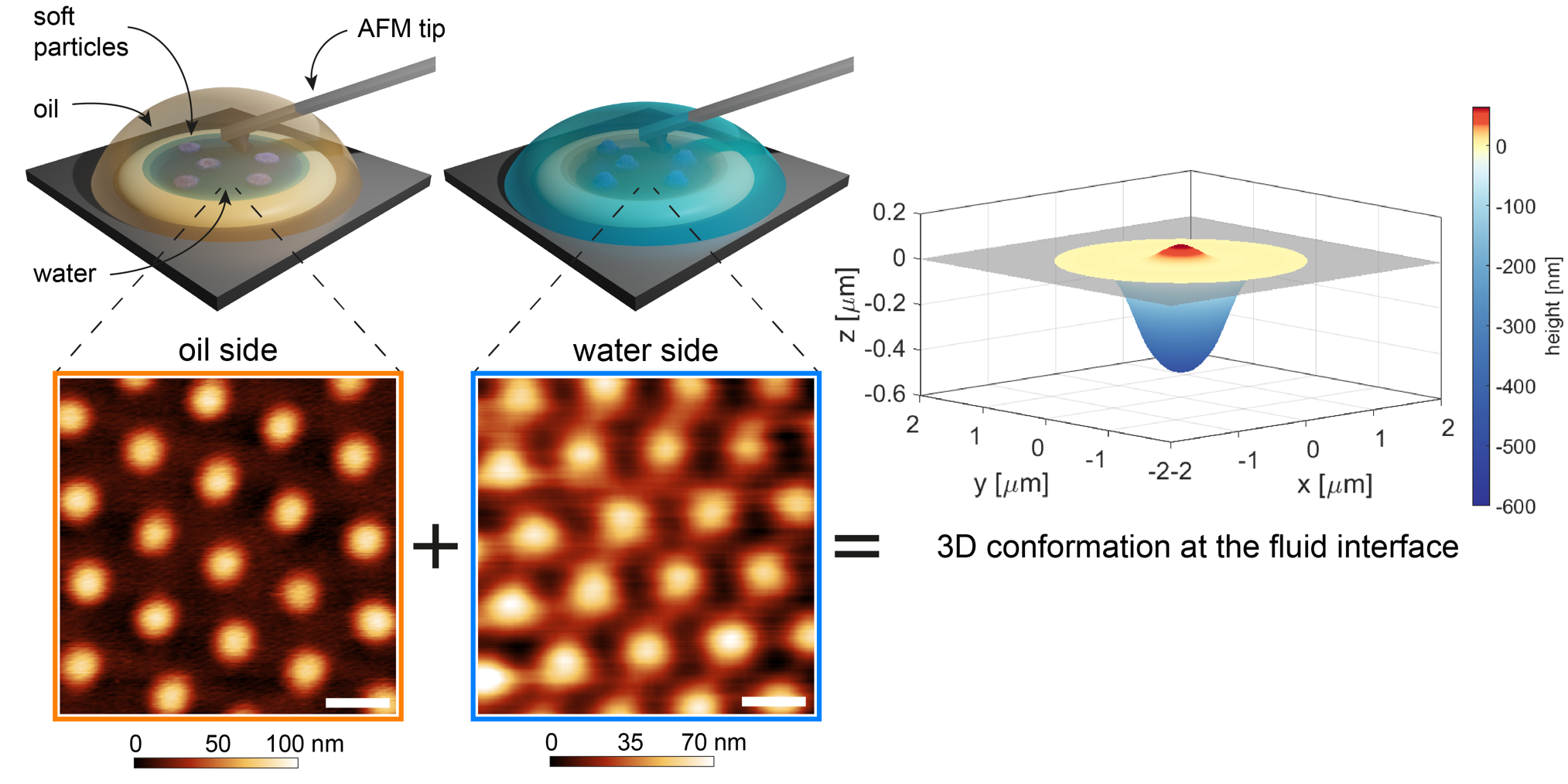 Fluid Interfaces Deform Soft Particles